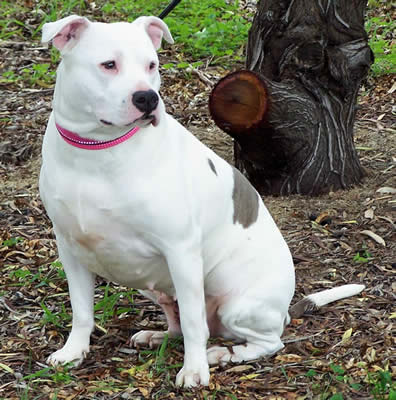 Immortalz Sassy Sally